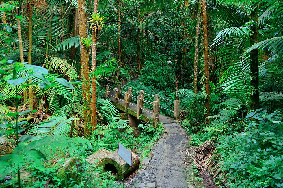 tropical-rain-forest-san-juan-puerto-rico.jpg