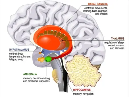 Key Points to Neuroscience & Art Therapy