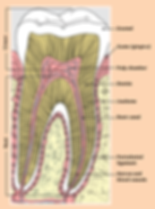 Tooth anatomy and decay
