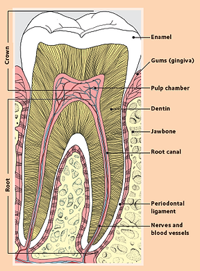 Tooth anatomy and decay