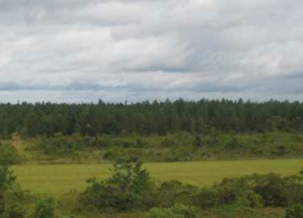 Les arbres retirés de cette forêt sont utilisés pour produire de la chaleur via des machines à vapeur - Photo Las Gaviotas