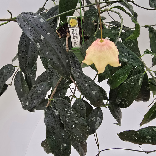 Hoya mappigera (sp. from Sabah) | Plant & Interieur