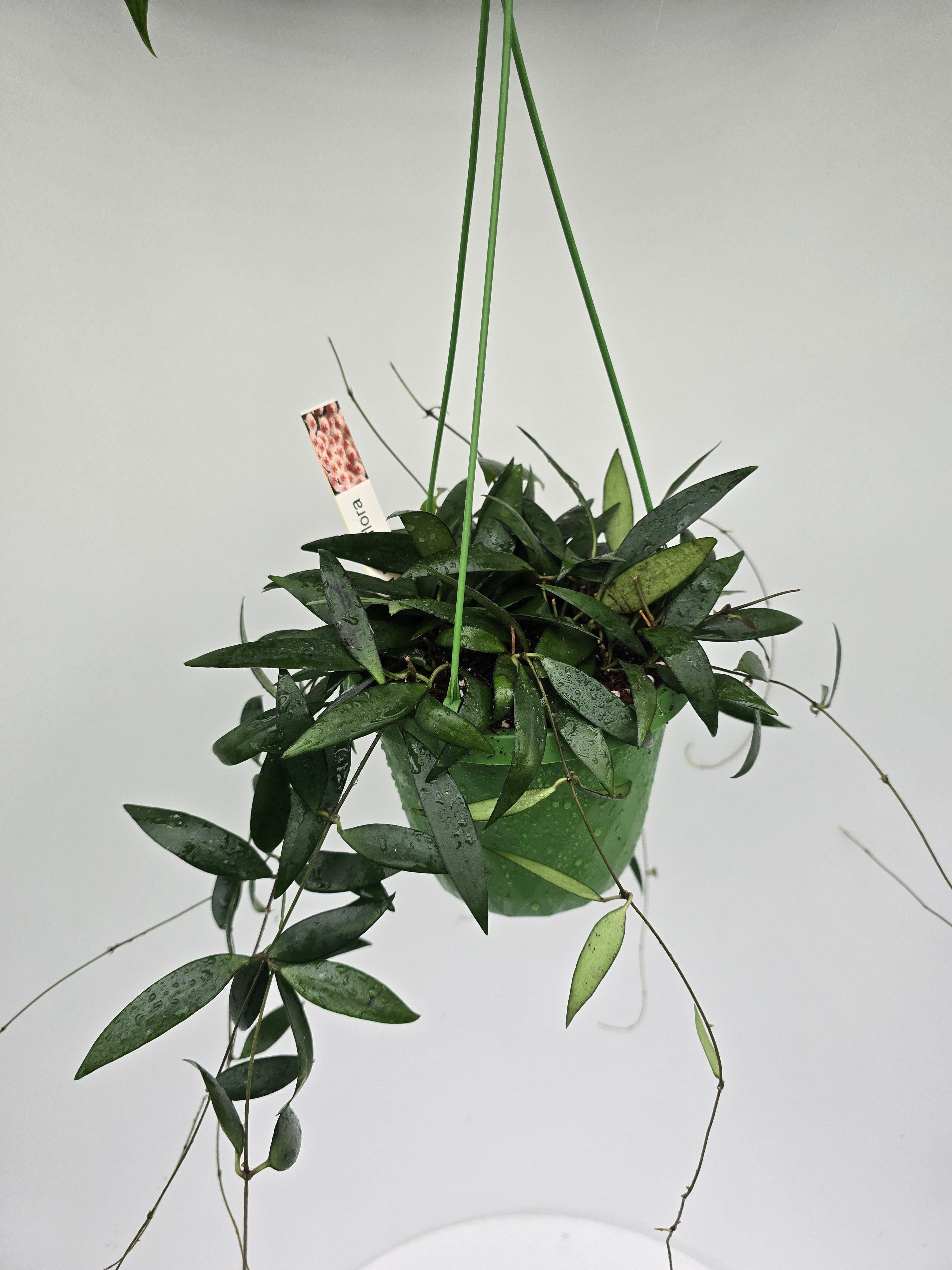 Hoya parviflora (green)