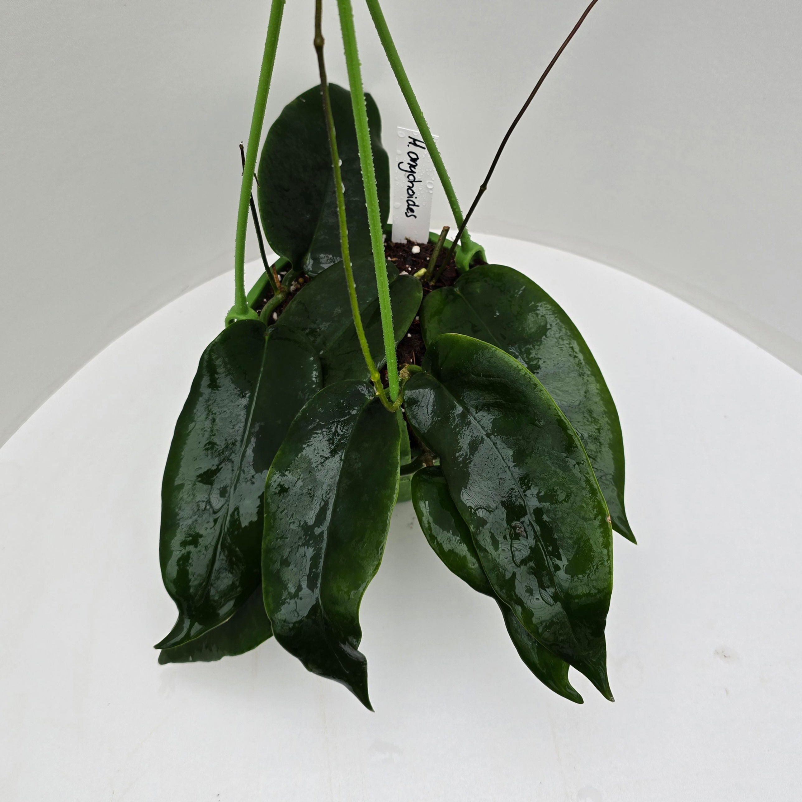Hoya onychoides 