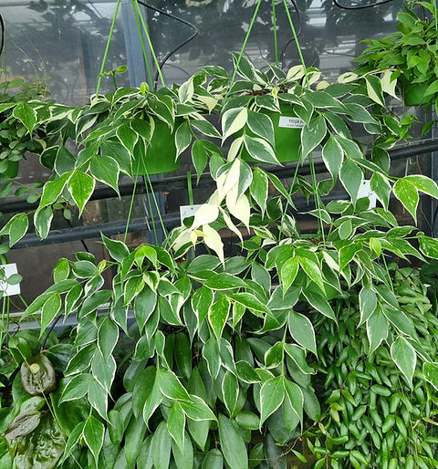 Hoya polyneura 斑入り？ Hoya polyneura 斑入り？