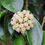 Thumbnail: Hoya potsii