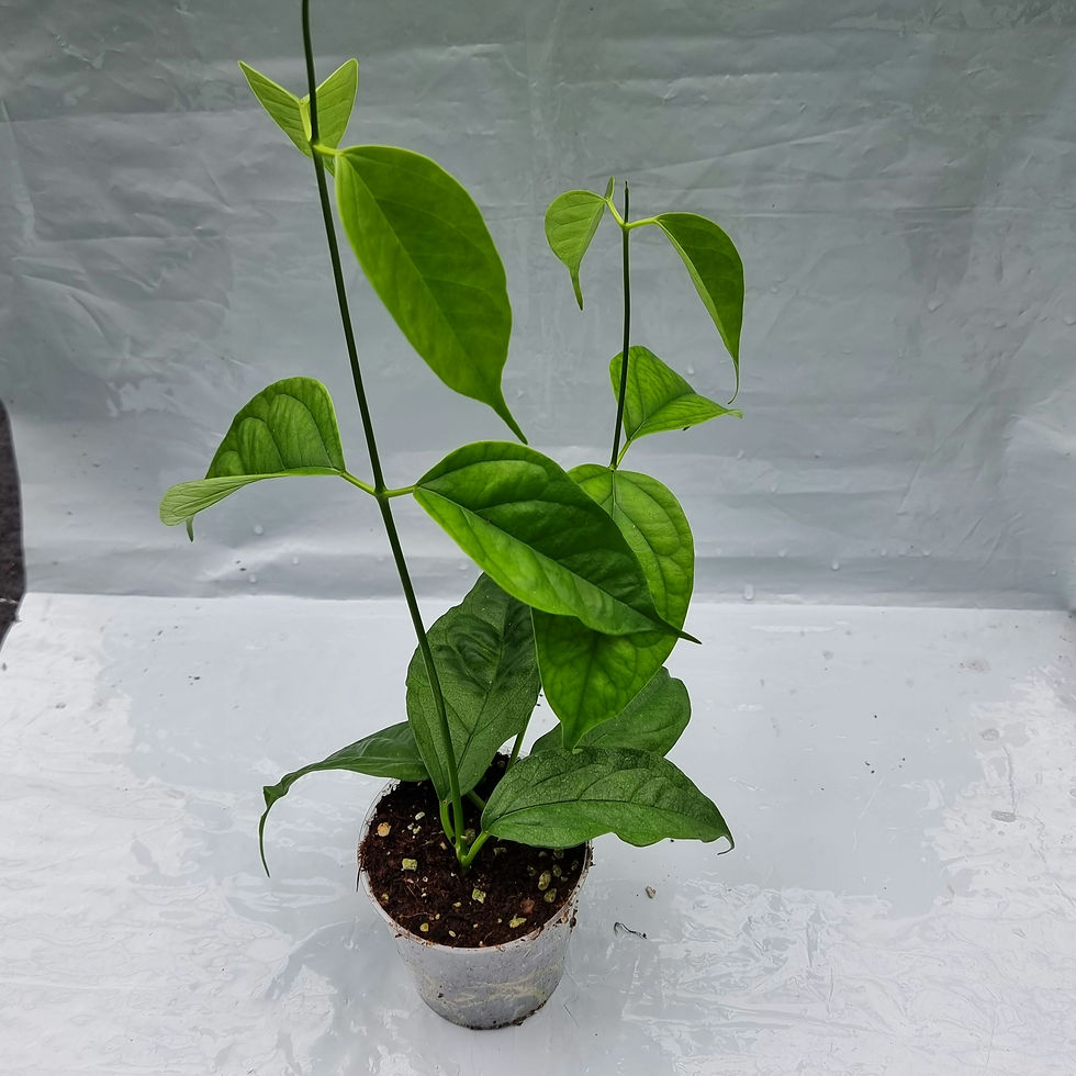 Hoya phyllura (linusii)