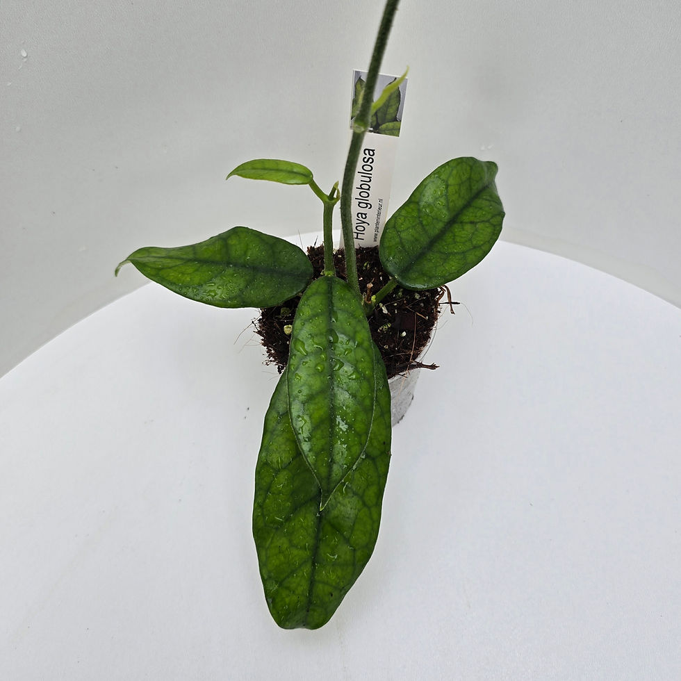 Thumbnail: Hoya globulosa