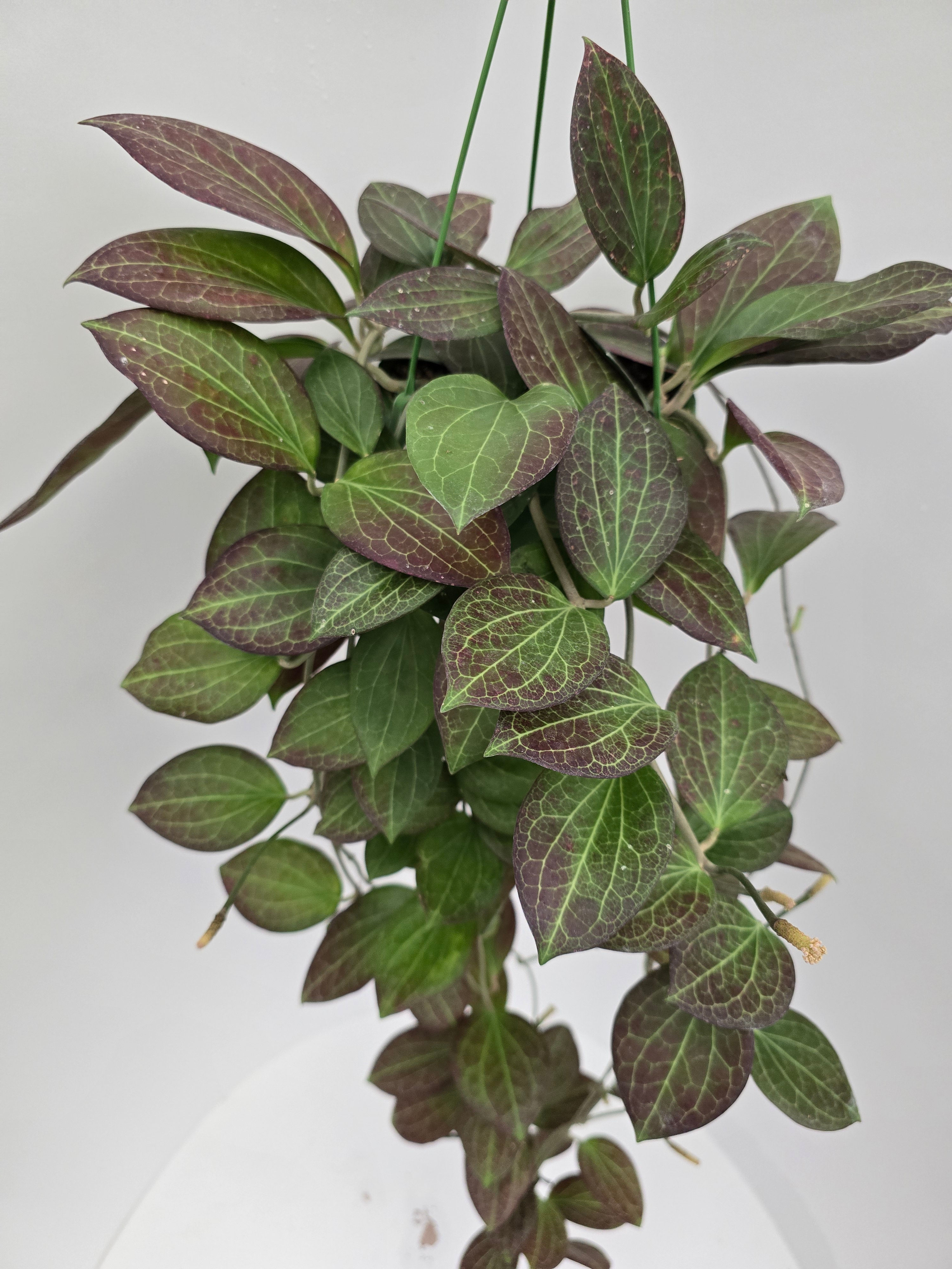 Hoya hellwigiana (IML1134)