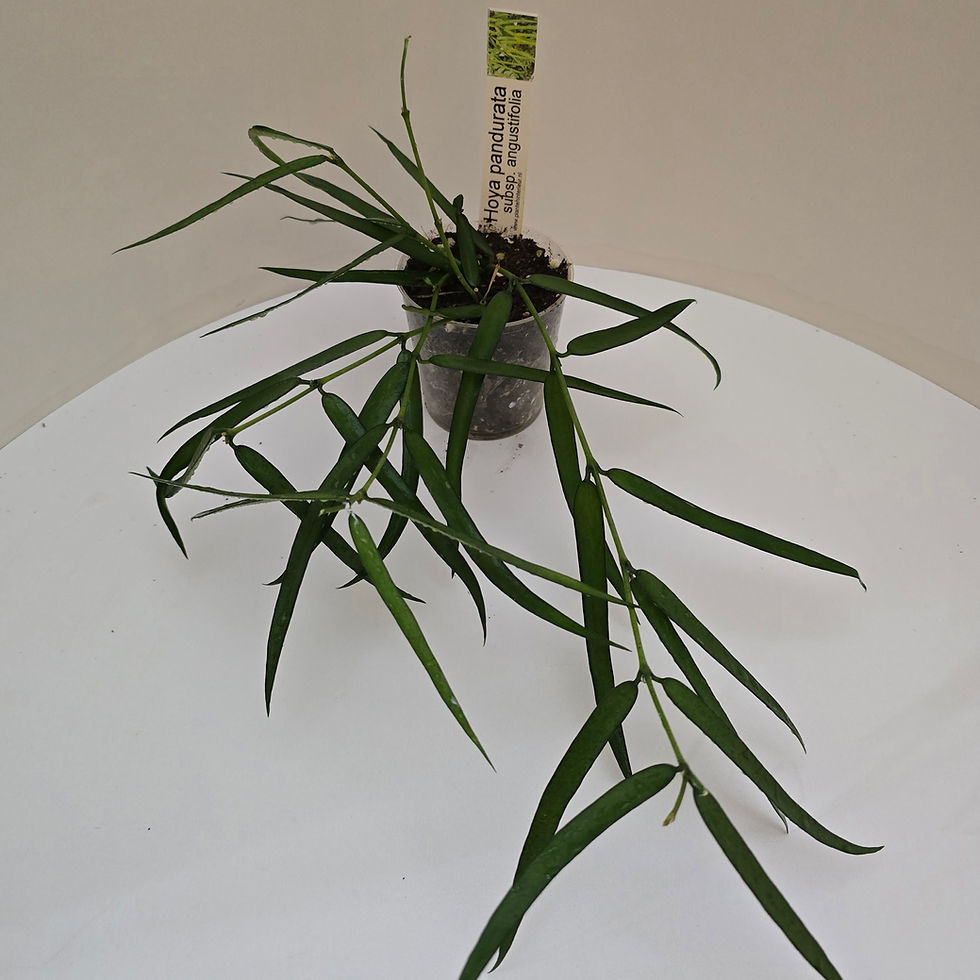 Thumbnail: Hoya pandurata subsp. angustifolia