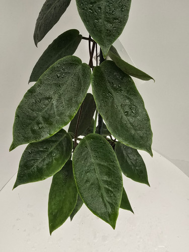 catcatさん専用 ＊ Hoya ＊ ホヤ ＊ inflata Hoya inflata | Plant & Interieur