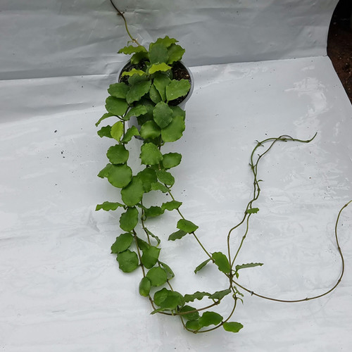 Hoya endauensis | Plant & Interieur