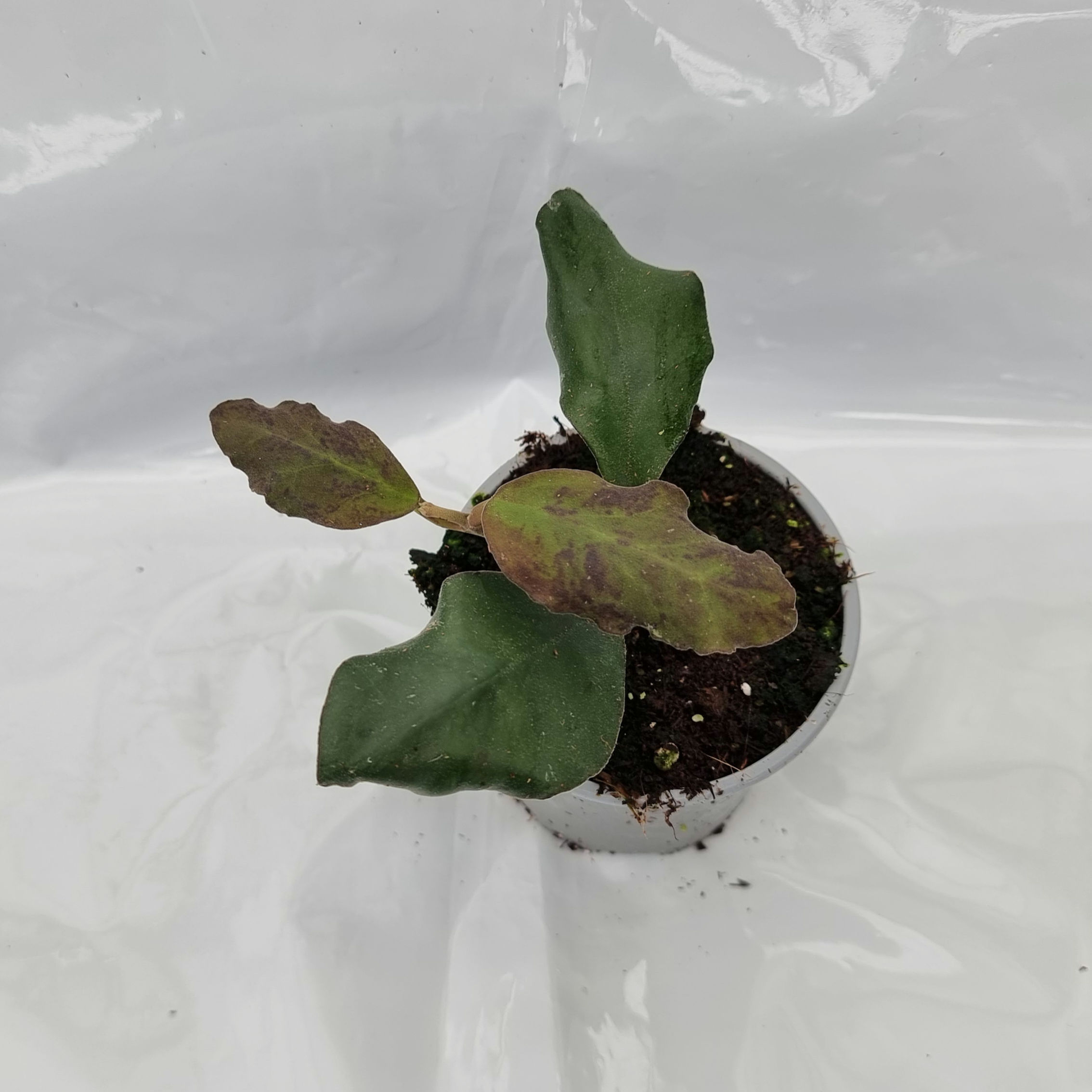 Hoya waymaniae (sp. from Borneo) 