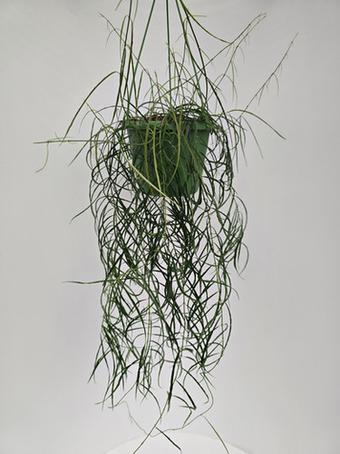 Hoya stenophylla | Plant & Interieur