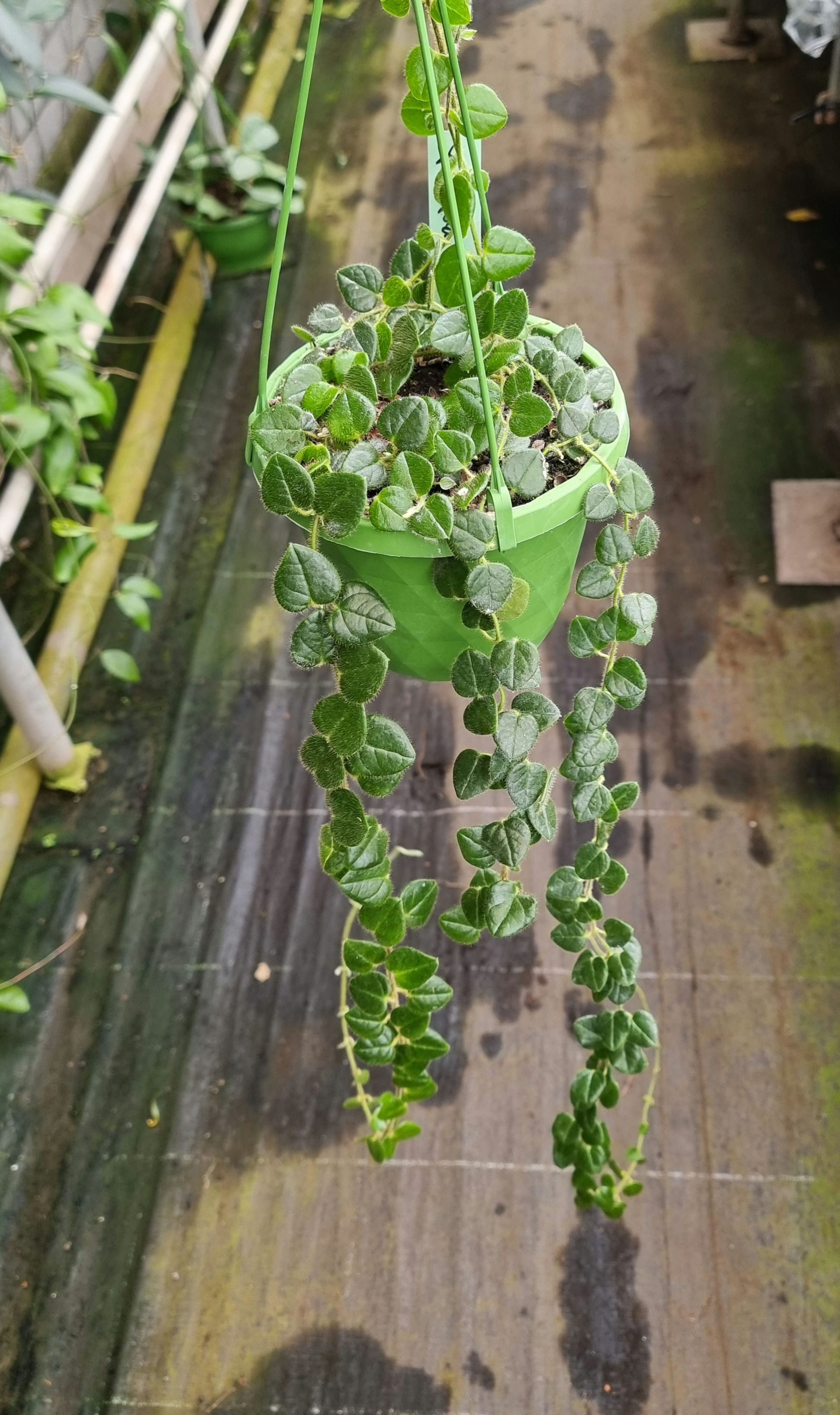 Hoya sp. Papua 1011 (Papuahoya sp.01)