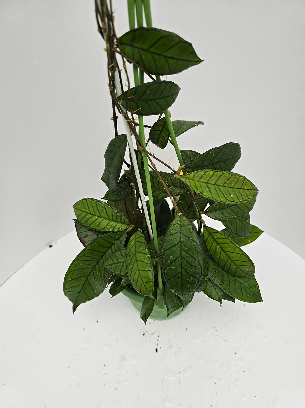 Thumbnail: Hoya (species from Gunung Gading)