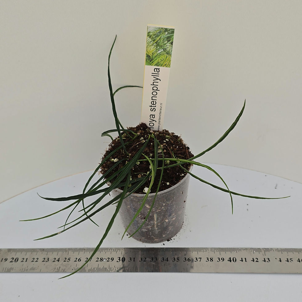 Thumbnail: Hoya stenophylla