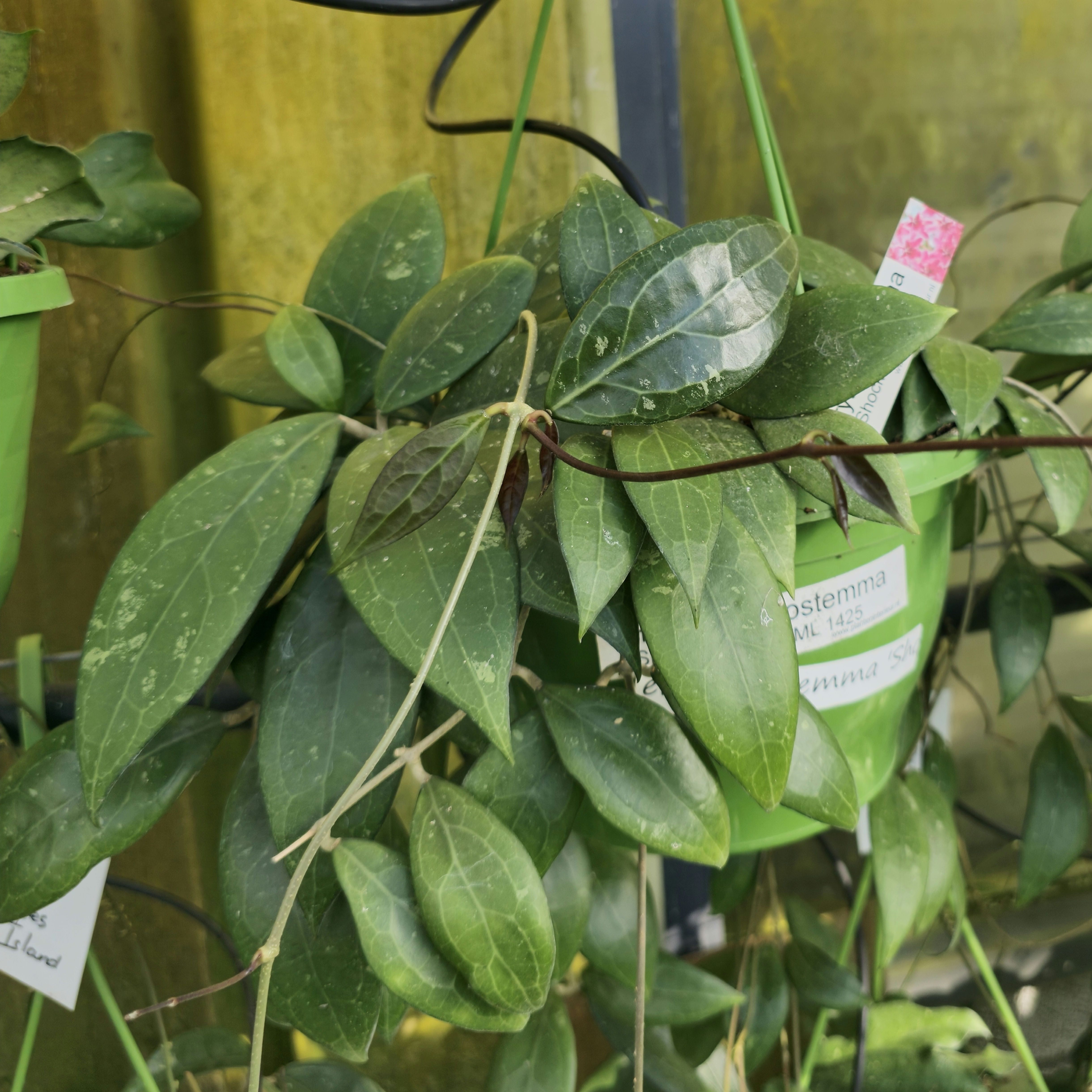 Hoya erythrostemma 'Shocking Pink'