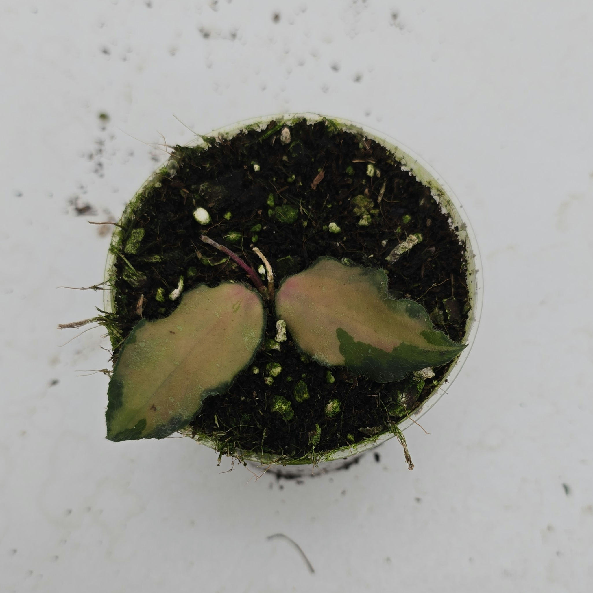 Hoya caudata sp. Sumatra (inner variegated)