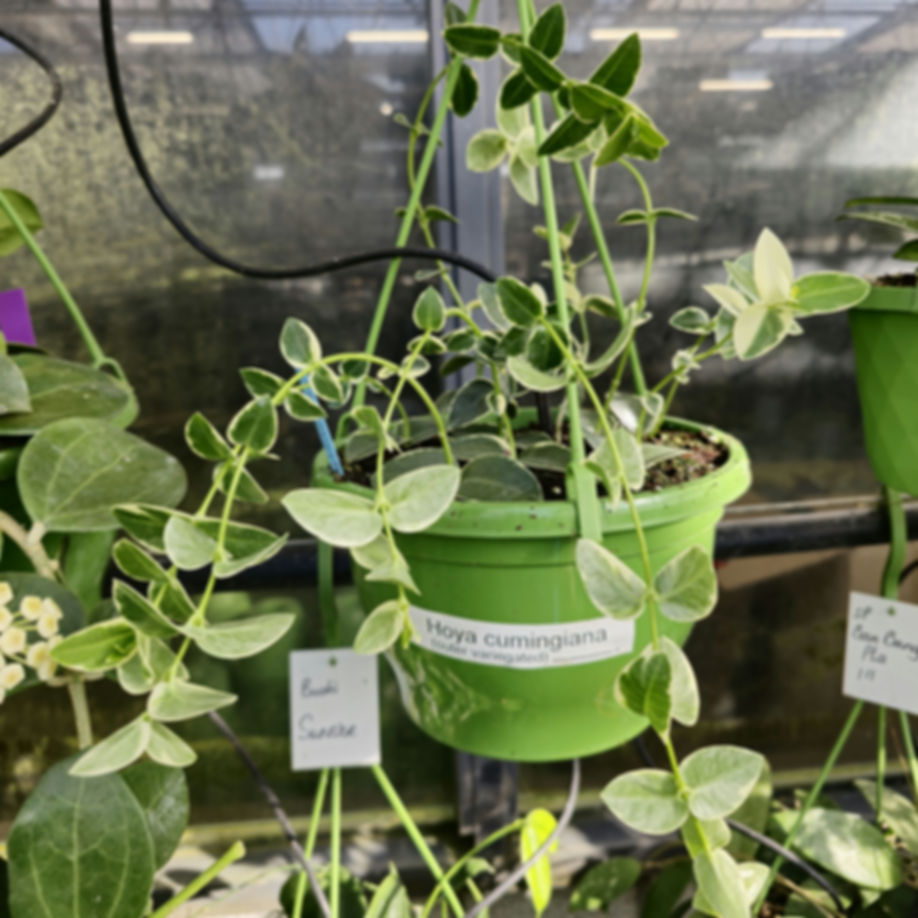 Hoya cumingiana (outer variegata)