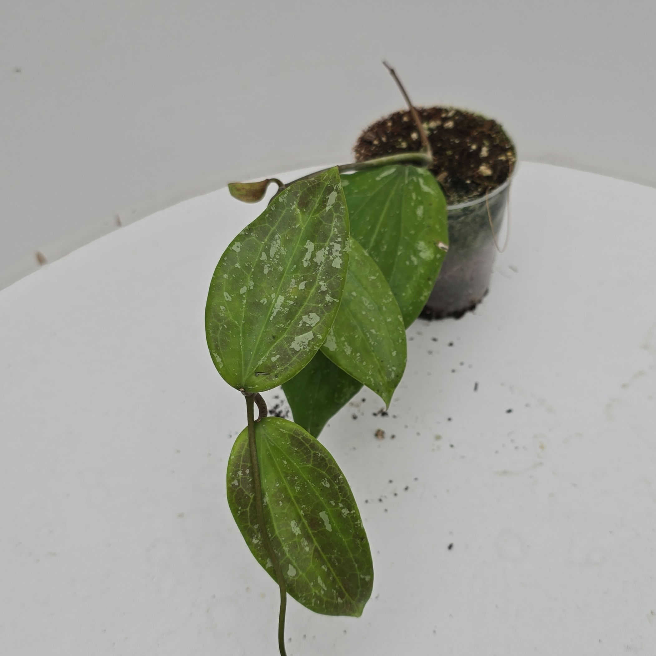 Hoya sp. GFM 04