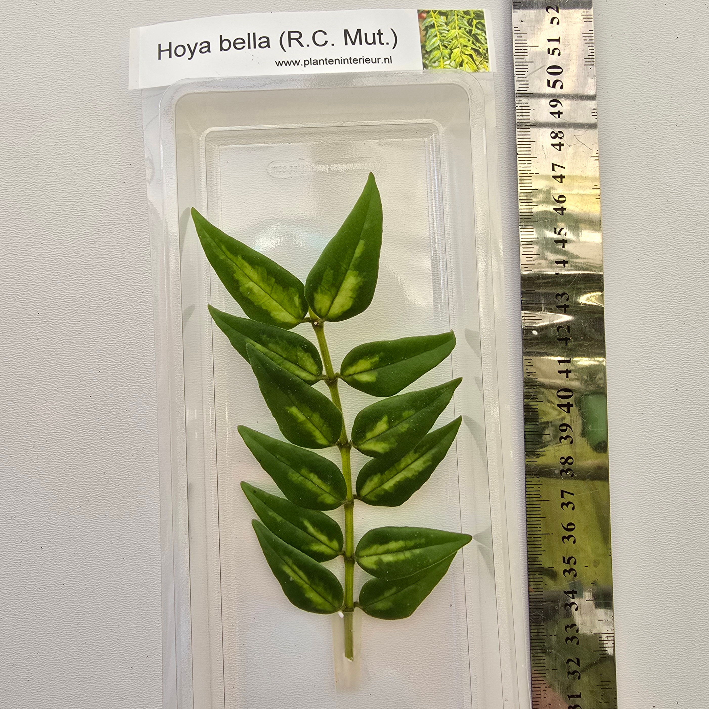 Hoya ssp. bella mut. R.C.