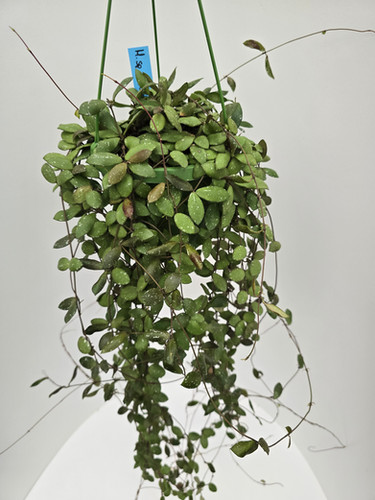 Hoya sp. Mini Coin Sp Kalimantan | Plant & Interieur