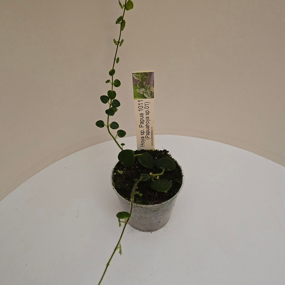 Thumbnail: Hoya sp. Papua 1011 (Papuahoya sp.01)