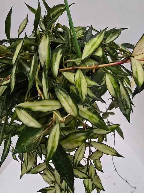 Hoya lacunosa (inner variegated) | Plant & Interieur