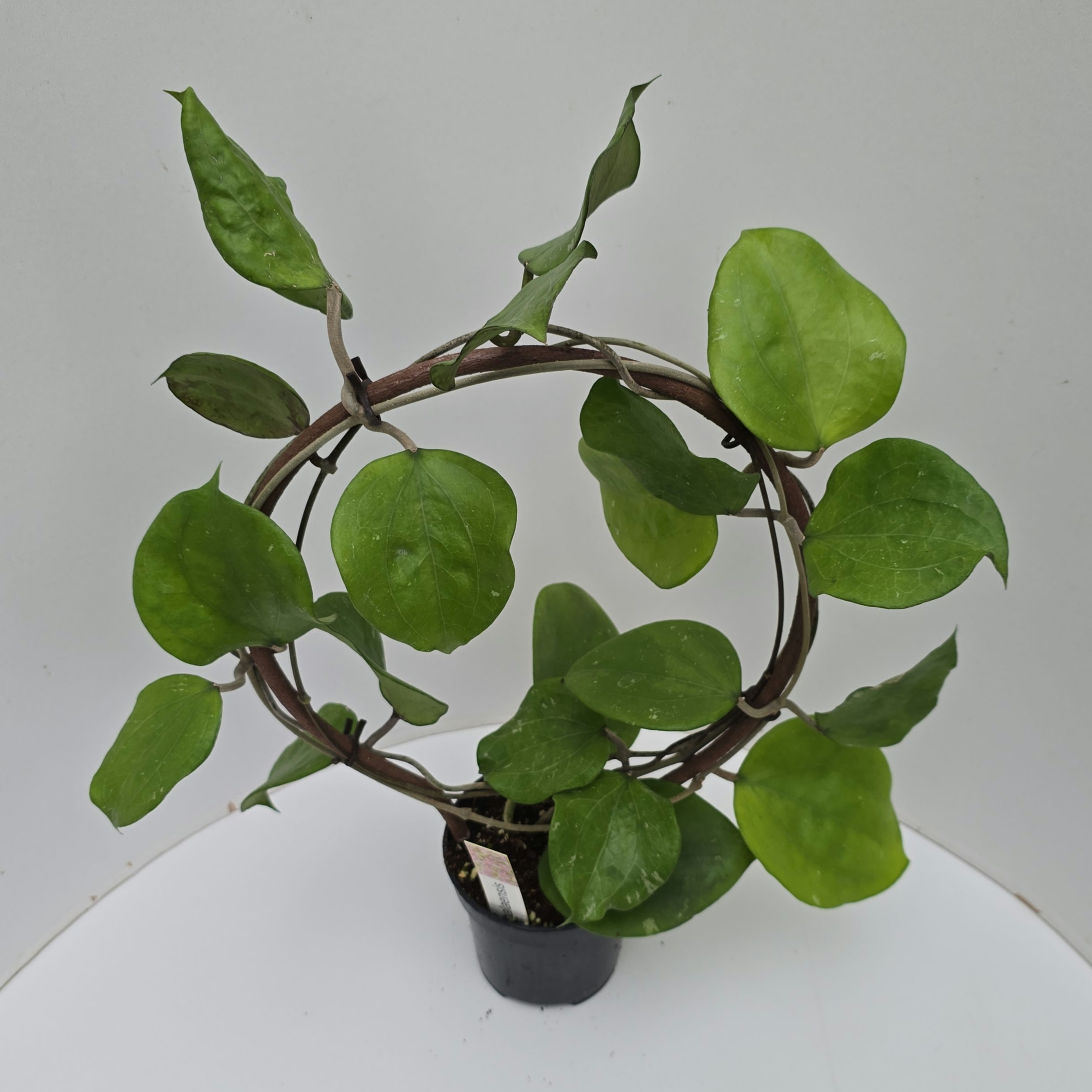 Hoya balaensis