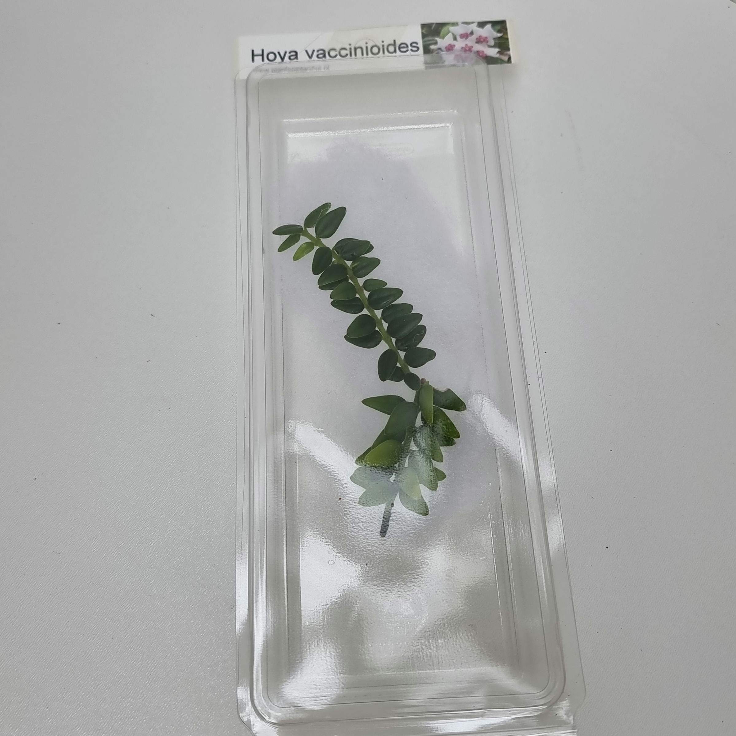 Hoya vaccinioides