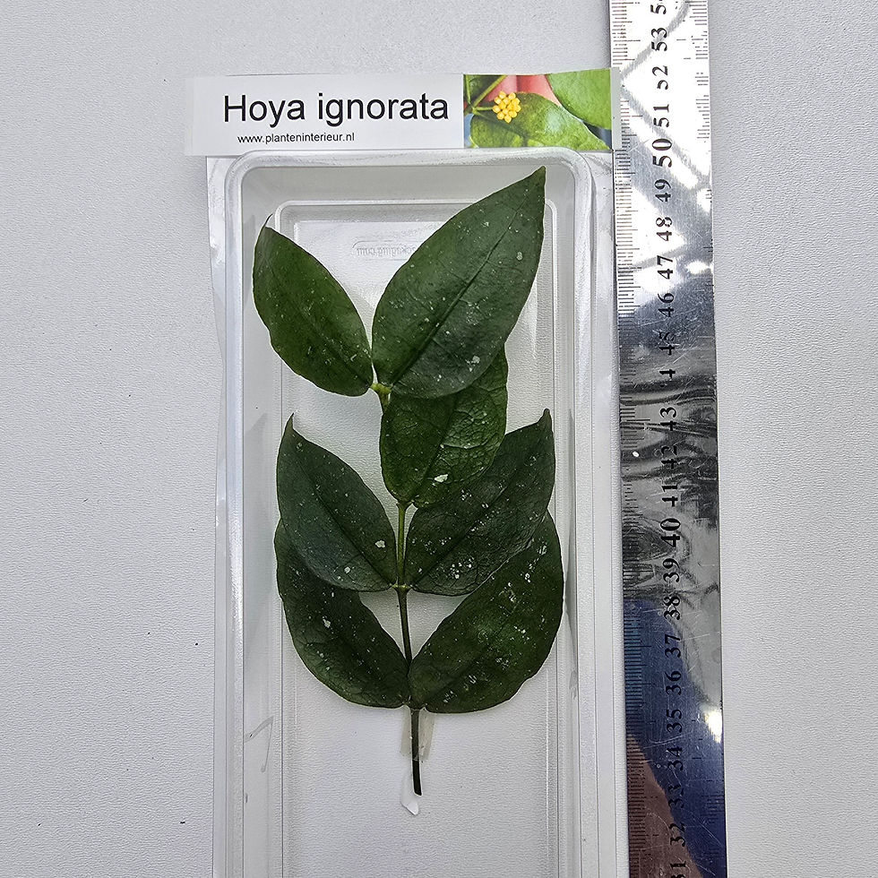 Thumbnail: Hoya ignorata