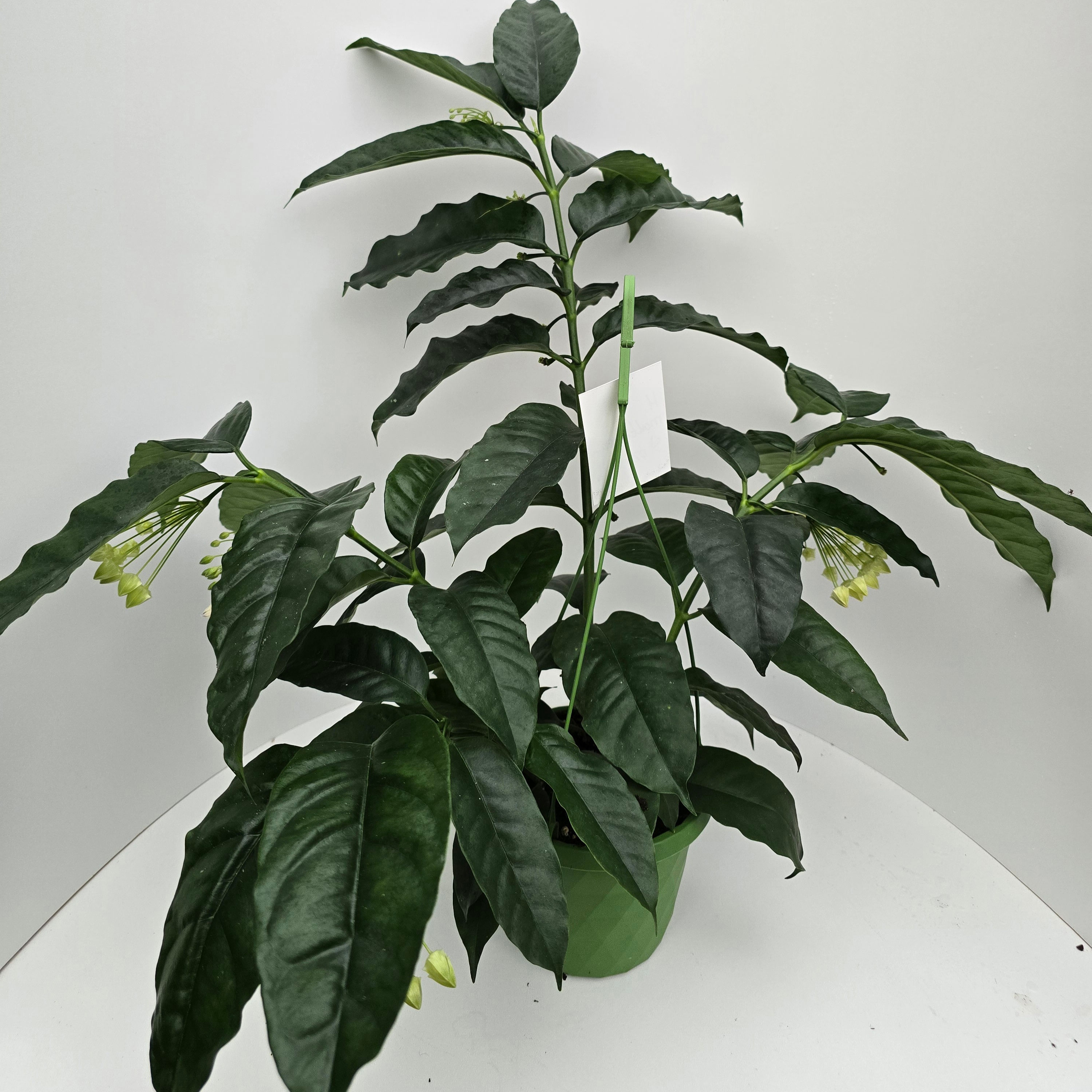 Hoya multiflora ST020