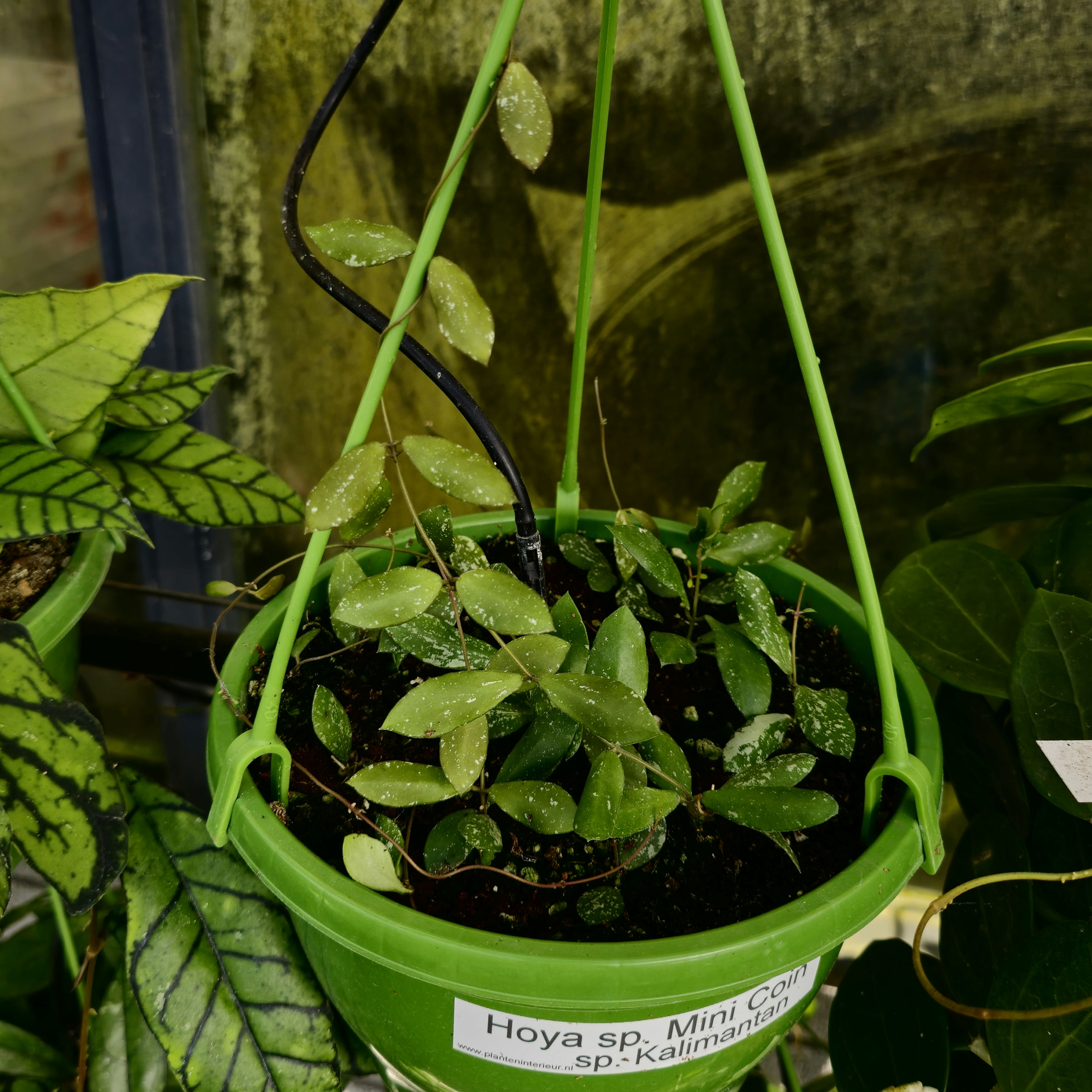 Hoya sp. Mini Coin Sp Kalimantan