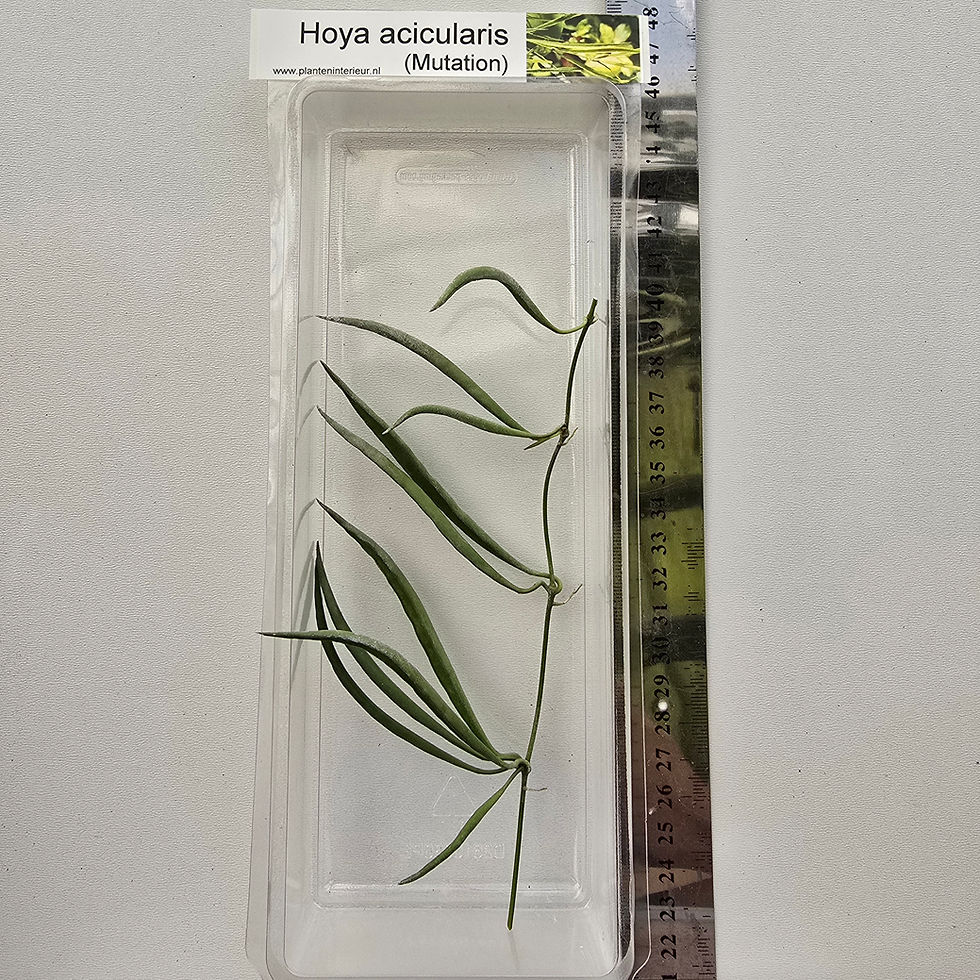 Thumbnail: Hoya acicularis (Mutated wide leaves)