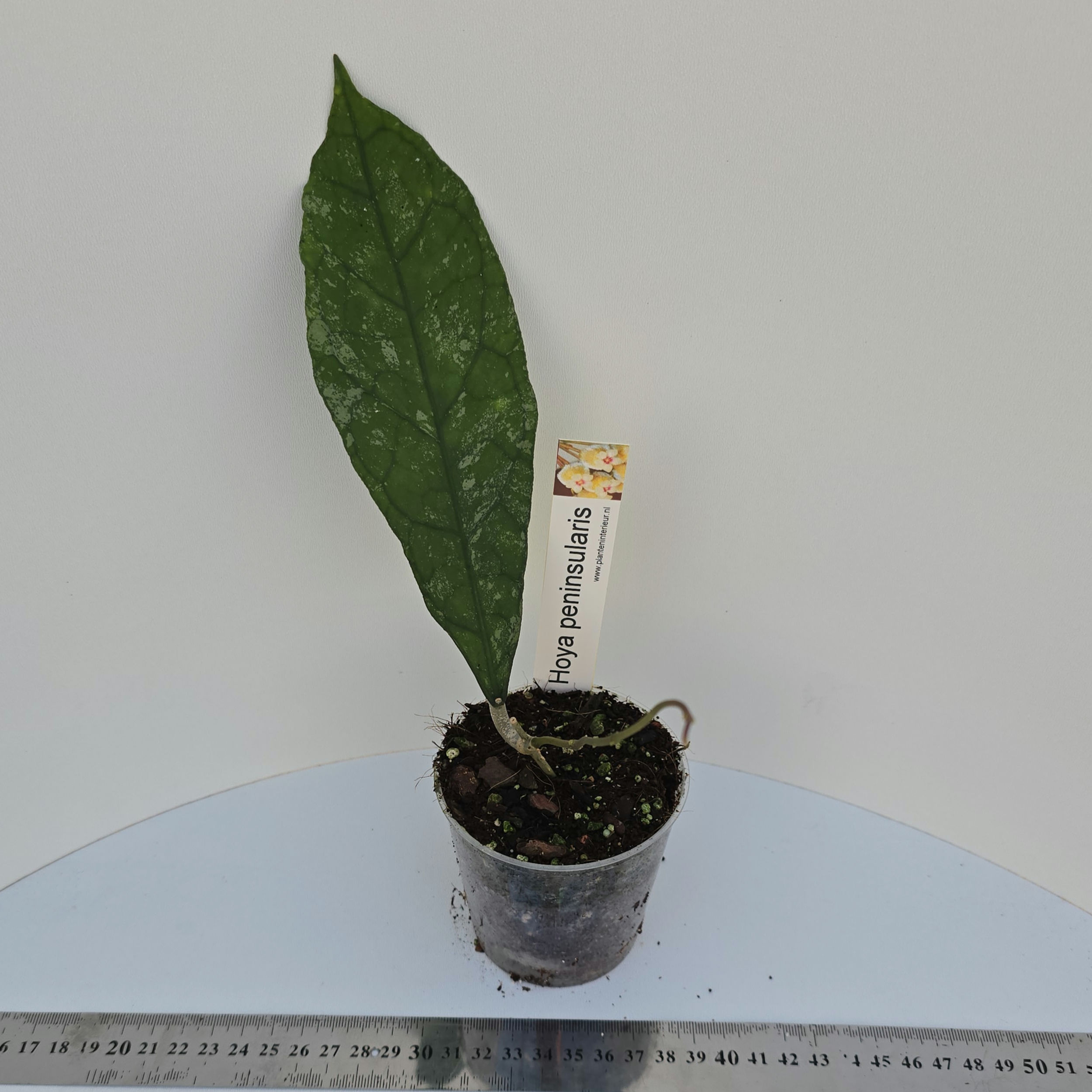 Hoya peninsularis (sp. Perak srq 3227)