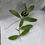 Thumbnail: Hoya sp. Lampung