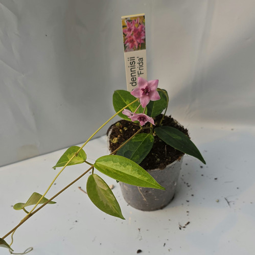 hoya dennisii ' frida ' 　約５センチカップ植え hoya dennisii ' frida ' 約5センチカップ植え hoya dennisii ´ frida