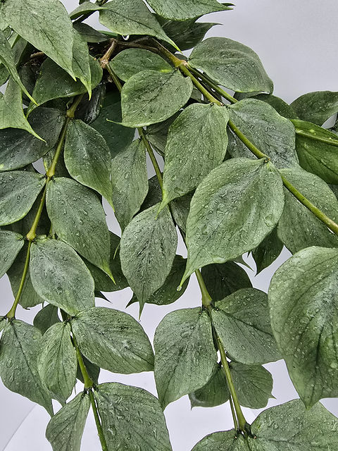 Hoya polyneura (known as broget) | Plant & Interieur