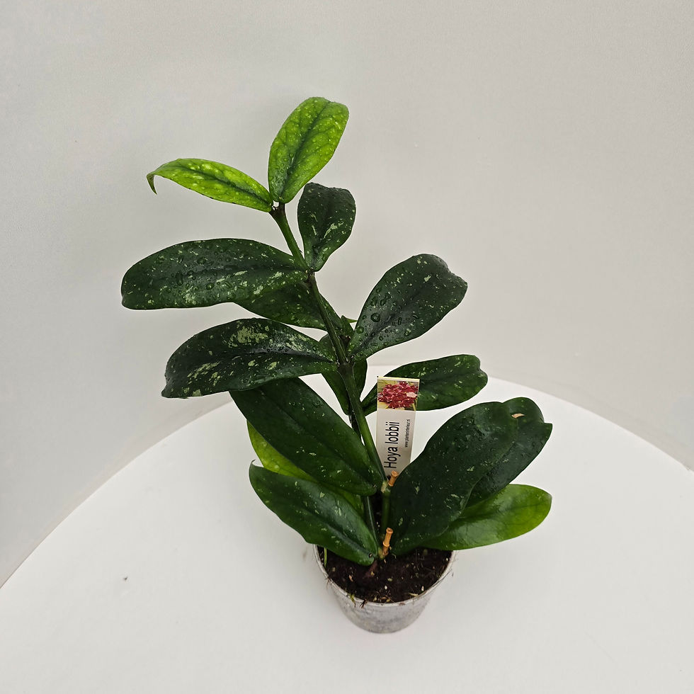 Thumbnail: Hoya lobbii (Red flower)