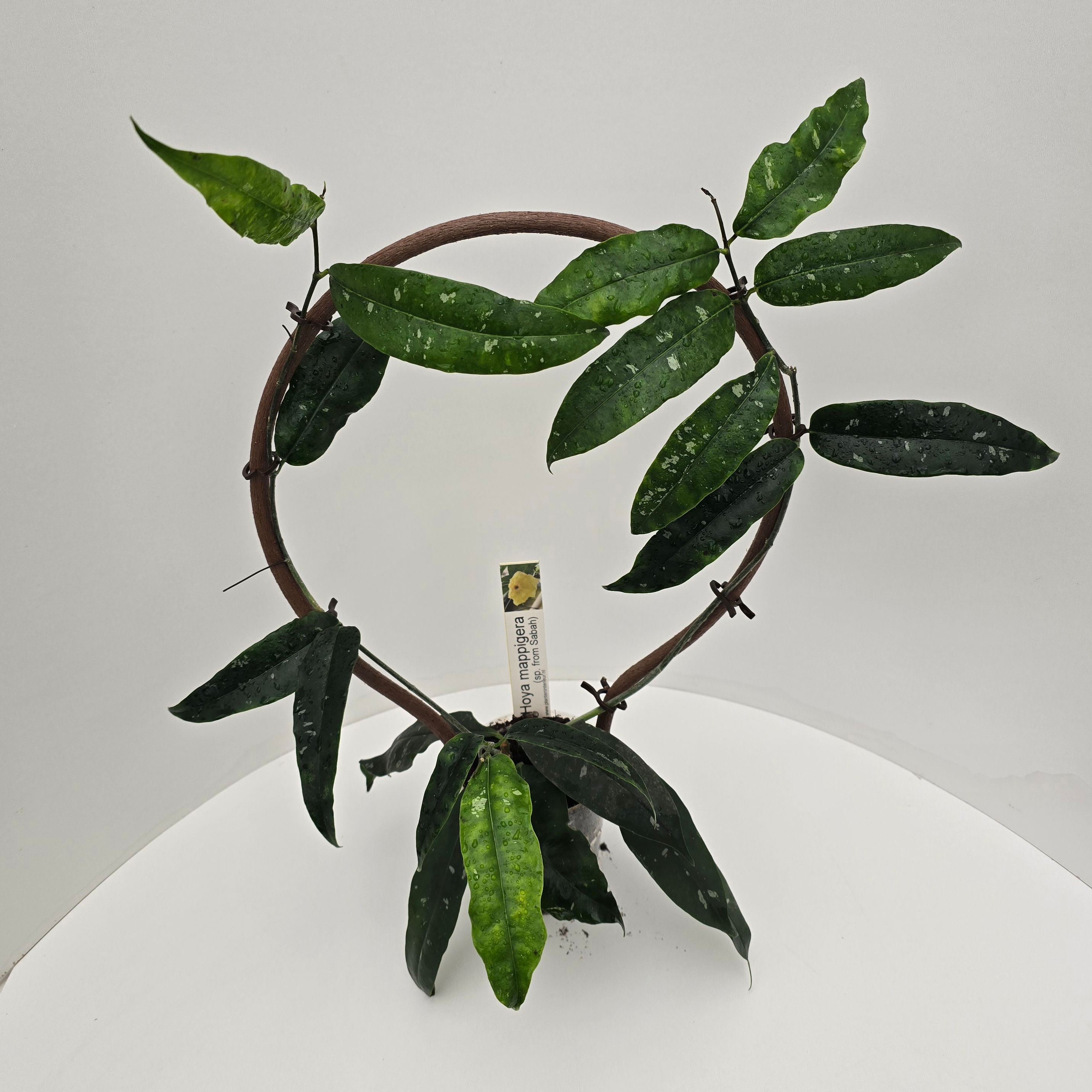 Hoya mappigera (sp. from Sabah)