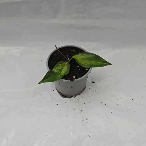 hoya dennisii ' frida ' 約5センチカップ植え Hoya dennisii 'Frida