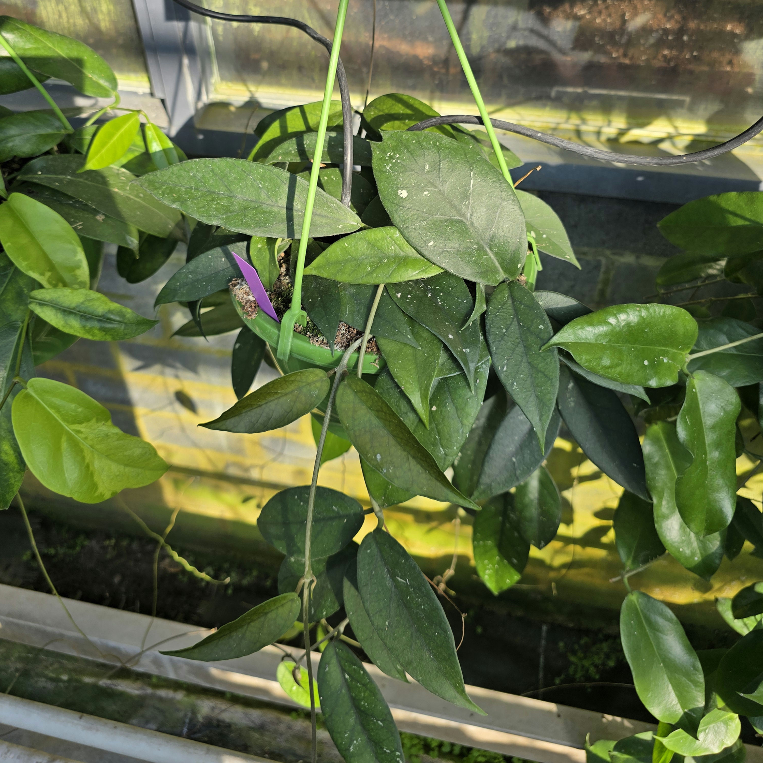 Hoya sp. North Vietnam
