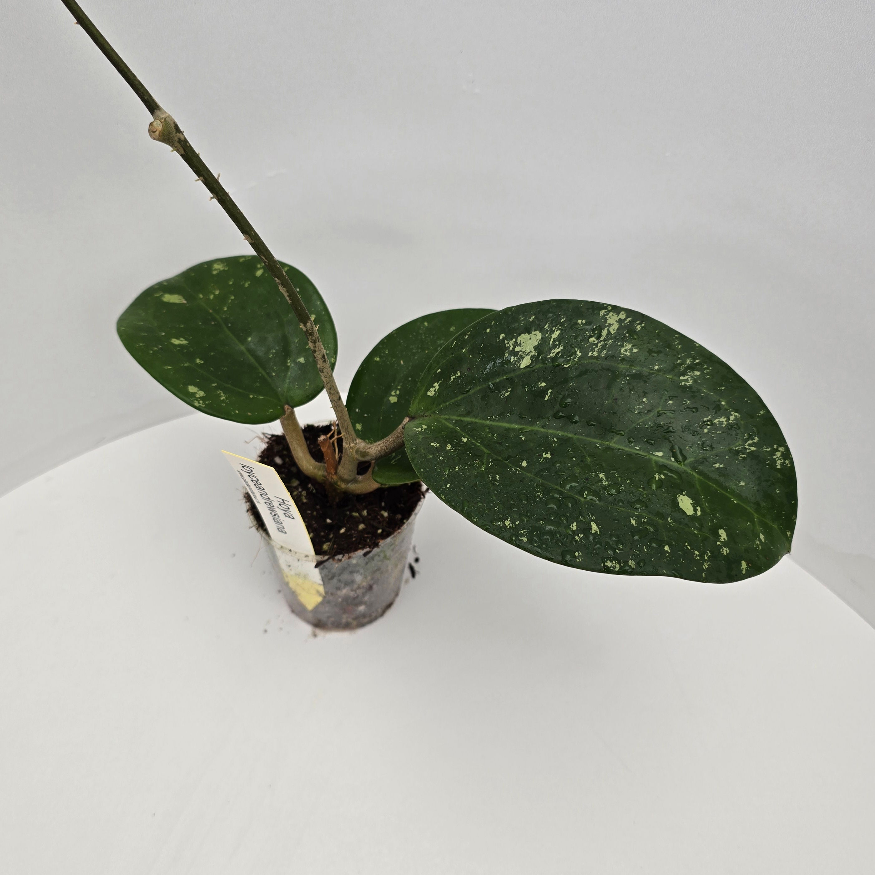 Hoya loyceandrewsiana 