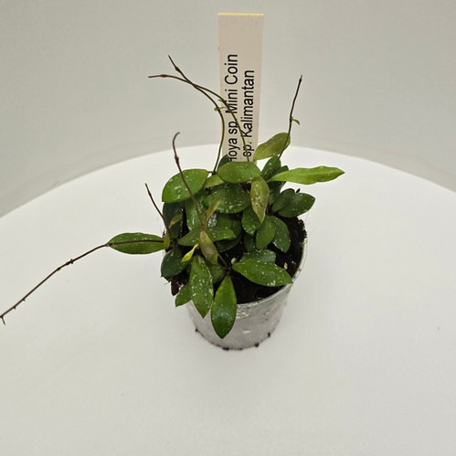 Hoya sp. Mini Coin Sp Kalimantan | Plant & Interieur