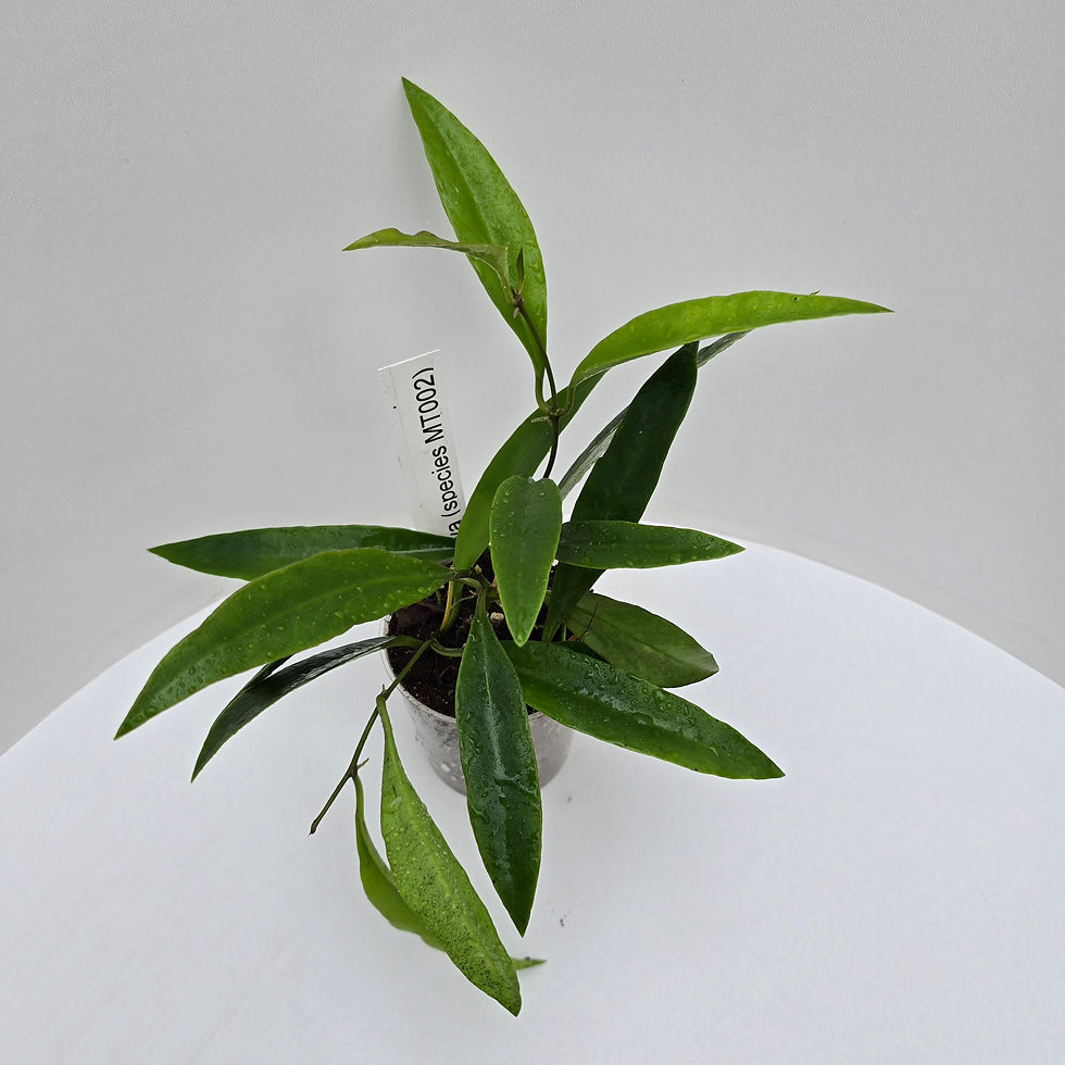 Thumbnail: Hoya sp. MT002