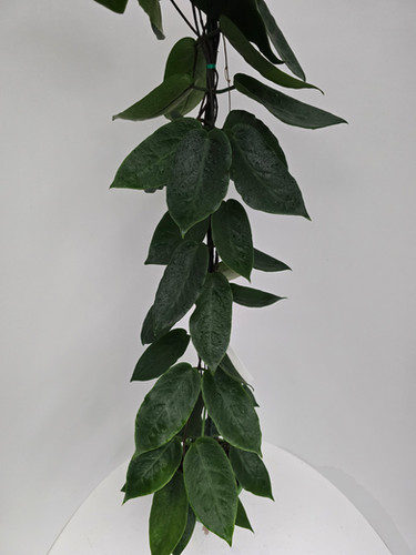 Hoya inflata | Plant & Interieur