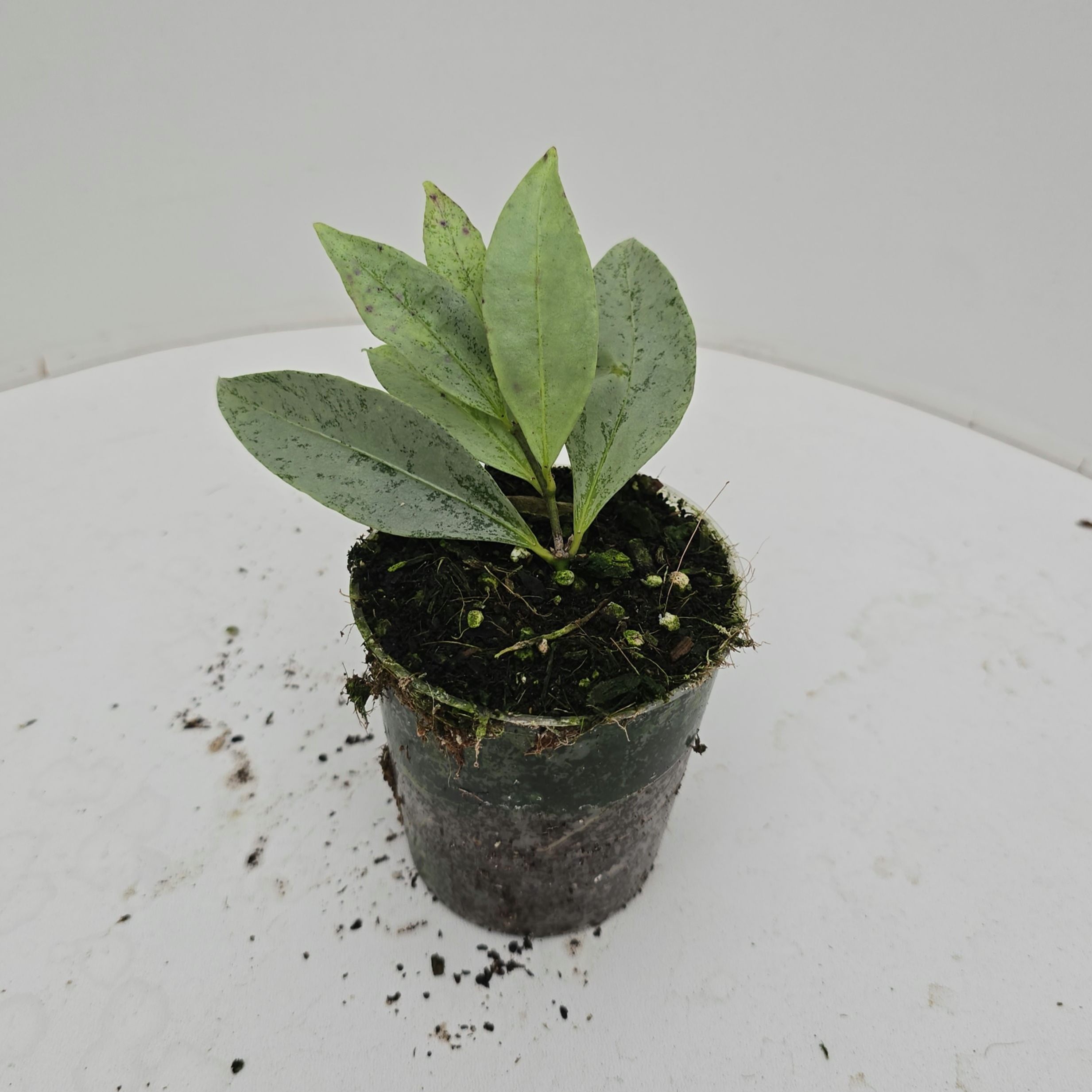 Hoya amicabillis (Silver leaves)
