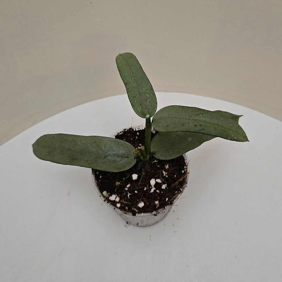 Thumbnail: Hoya pandurata (silver leaves)