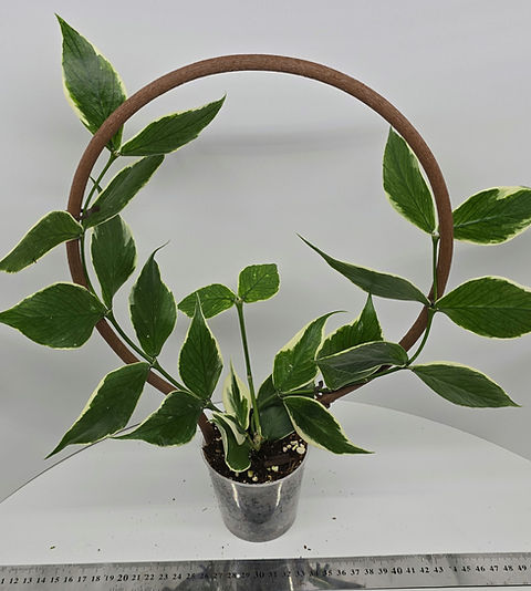 Hoya polyneura (outer variegated) | Plant & Interieur